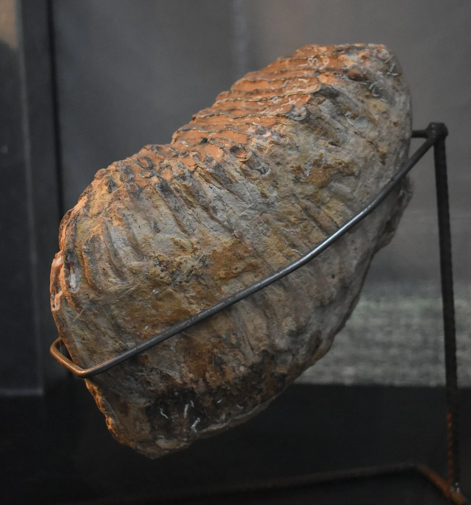 Musée des Dinosaures