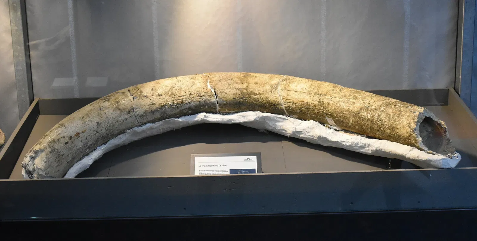 Musée des Dinosaures