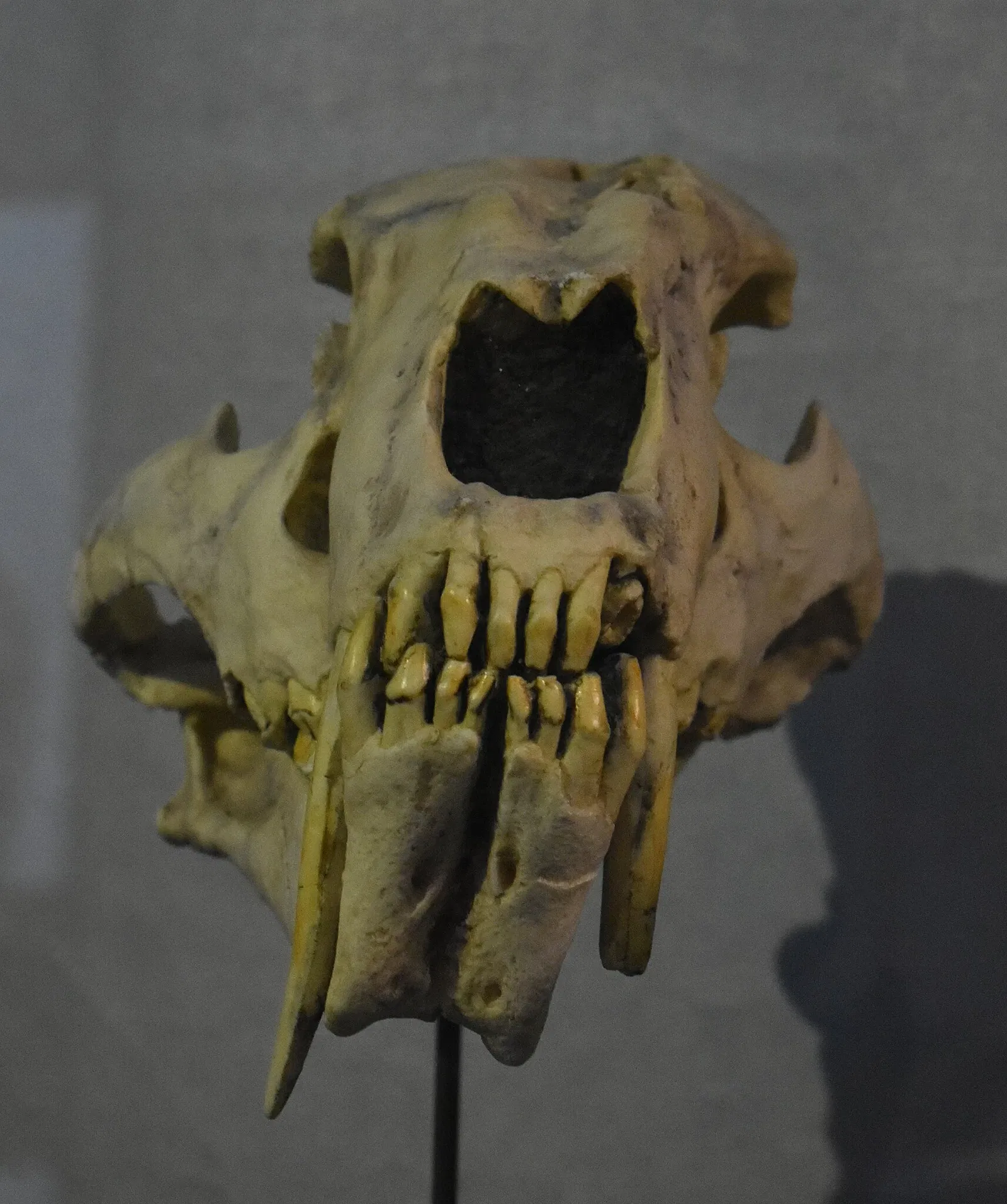 Musée des Dinosaures