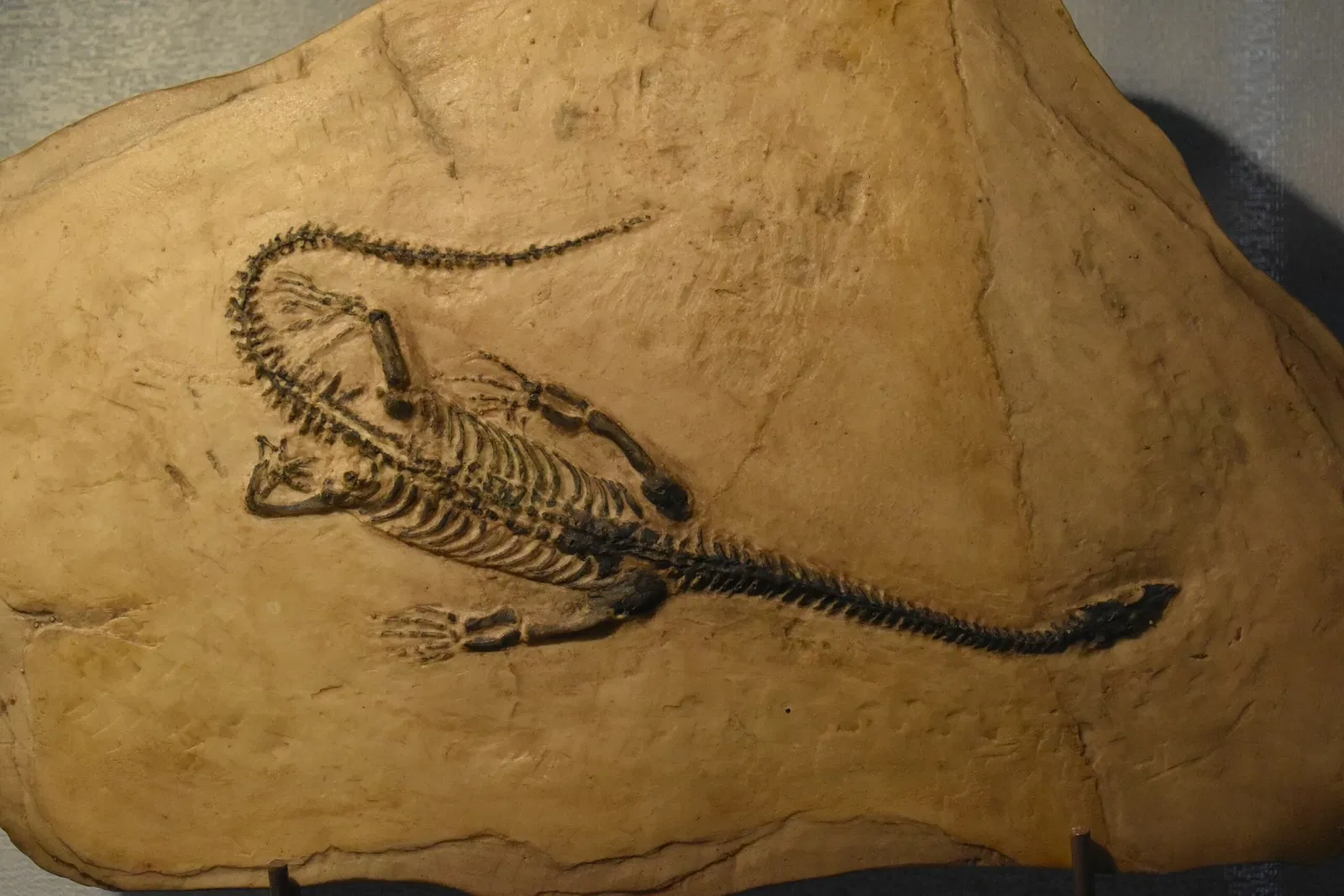 Musée des Dinosaures