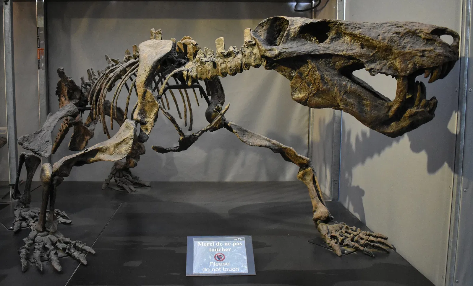 Musée des Dinosaures