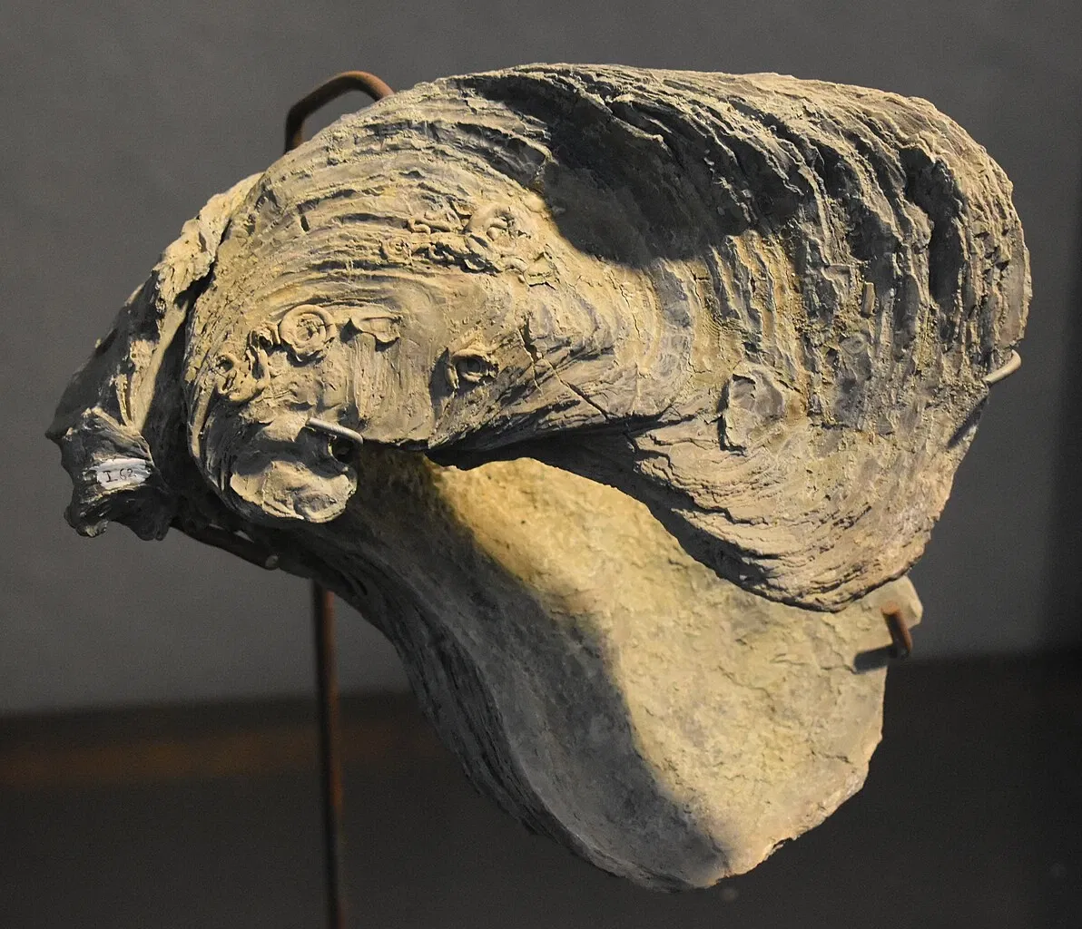 Musée des Dinosaures