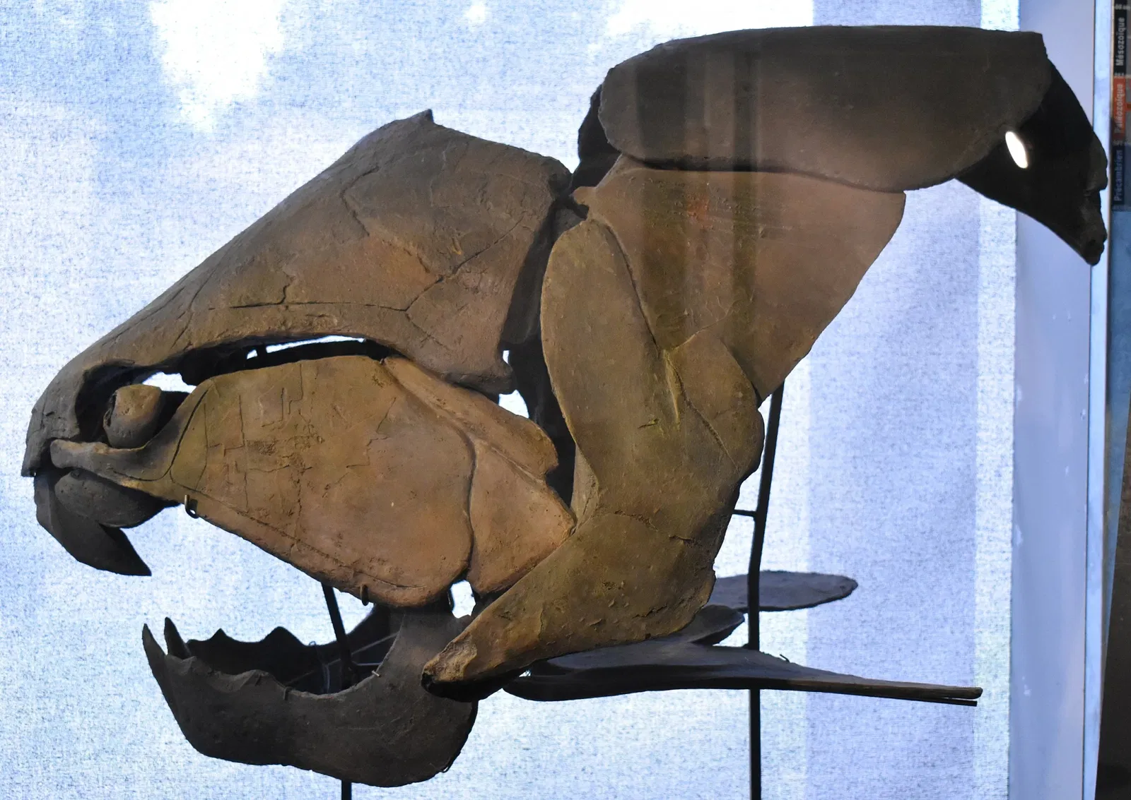 Musée des Dinosaures