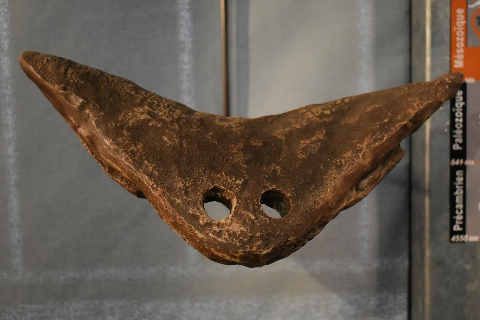 Musée des Dinosaures