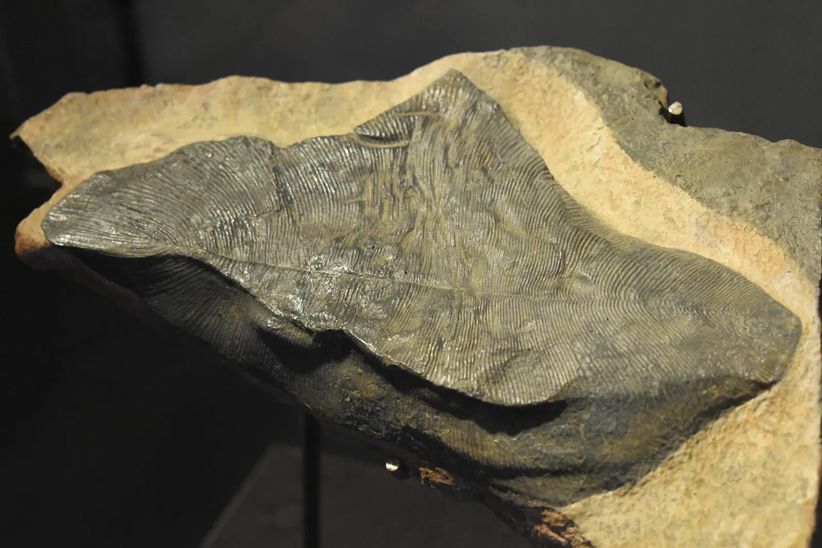 Musée des Dinosaures