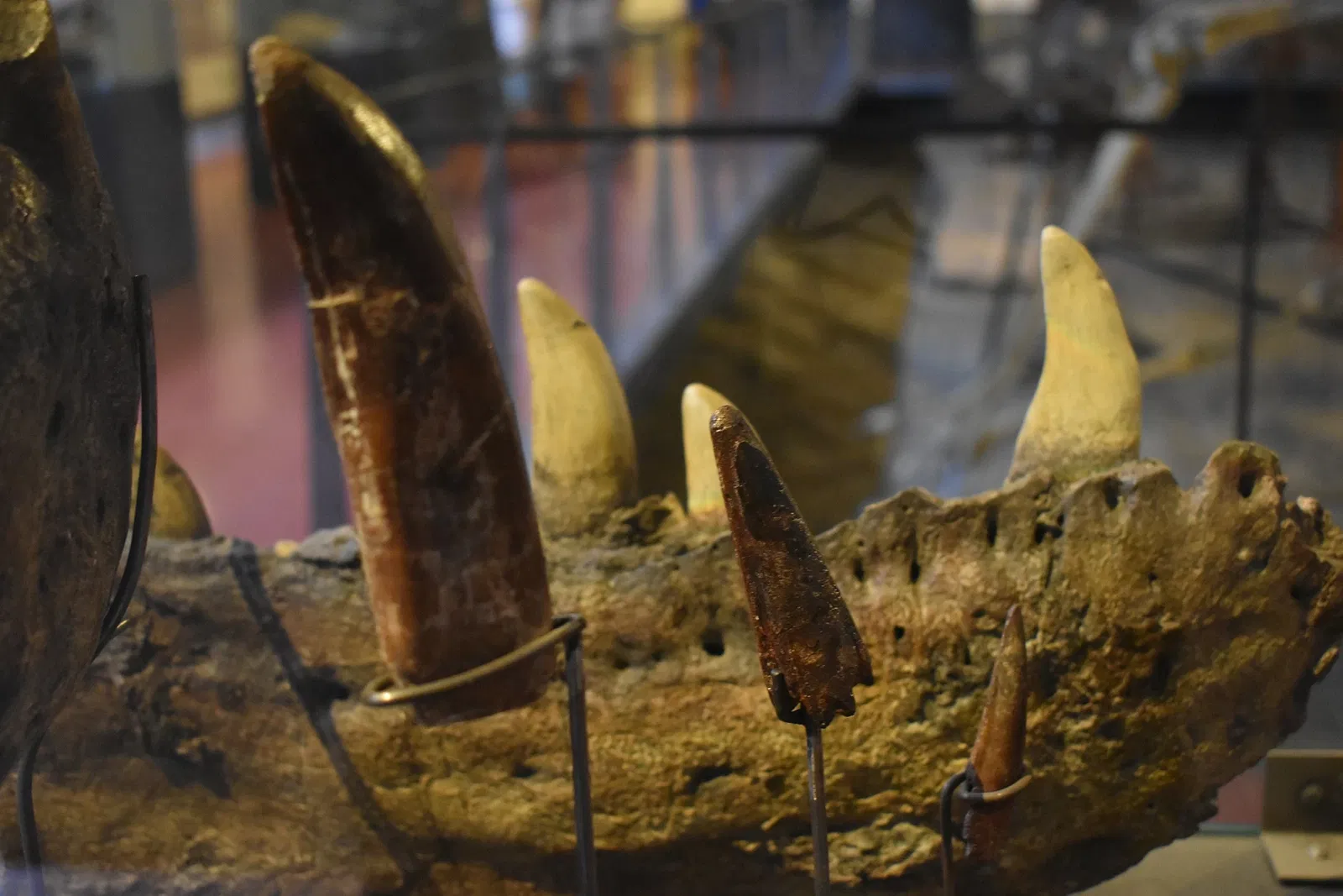 Musée des Dinosaures