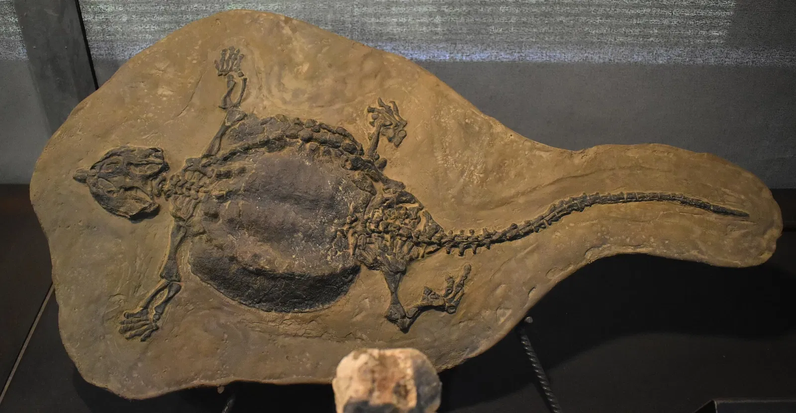 Musée des Dinosaures