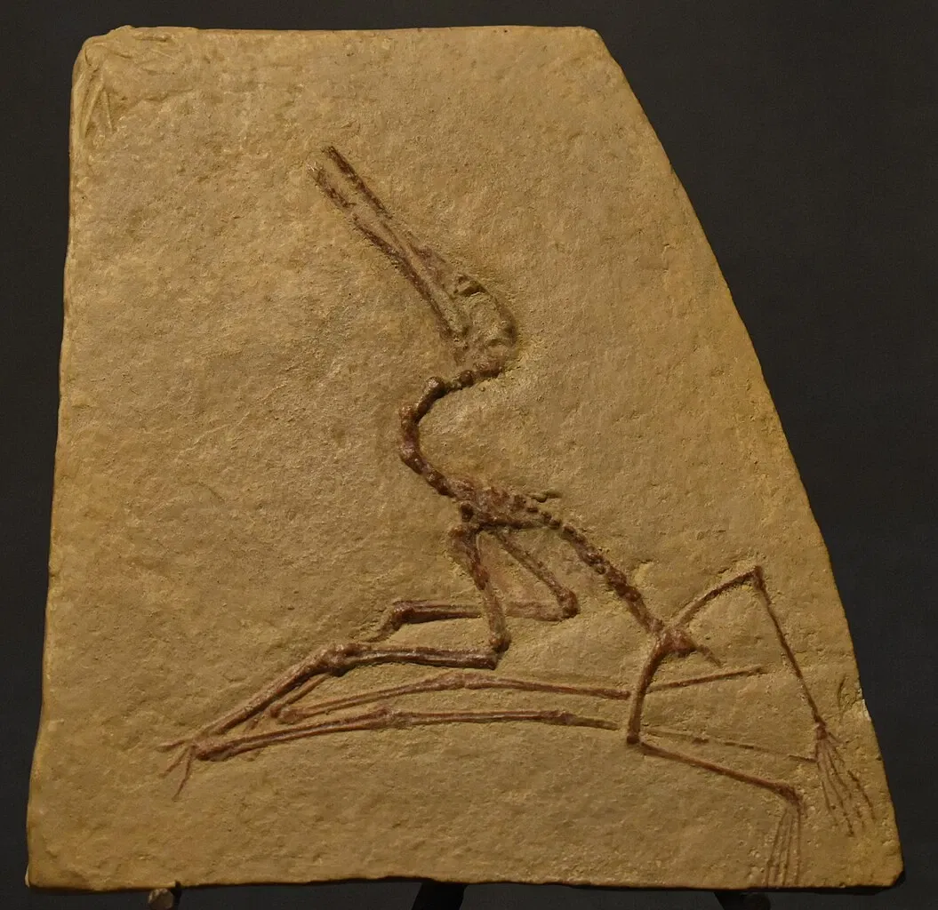 Musée des Dinosaures