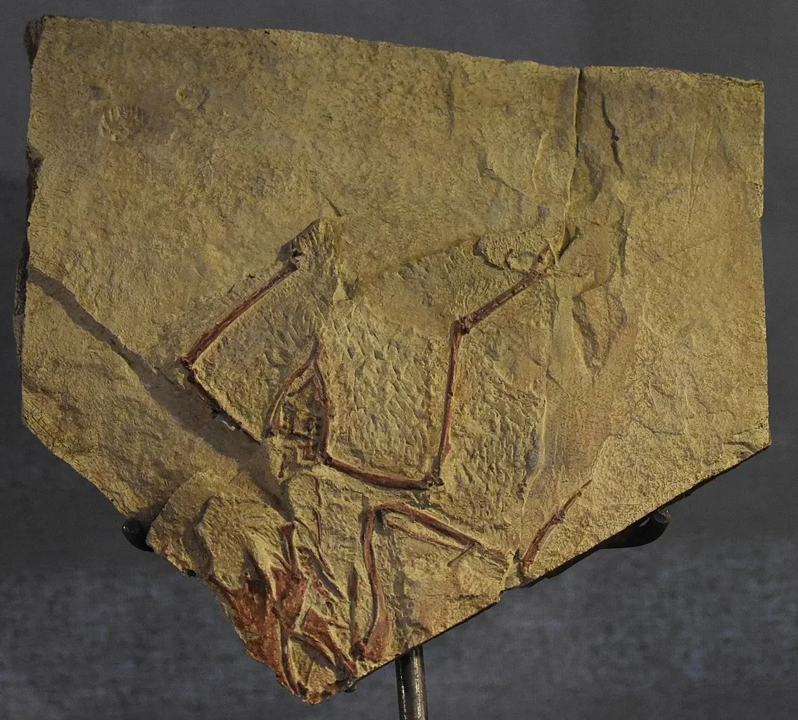 Musée des Dinosaures