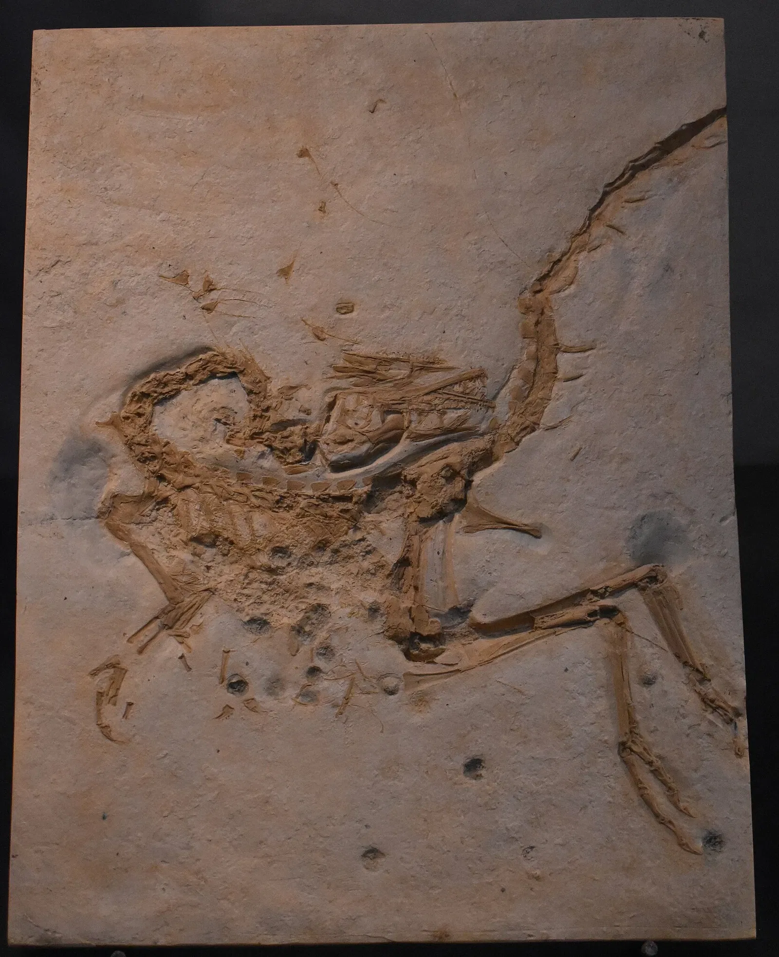 Musée des Dinosaures