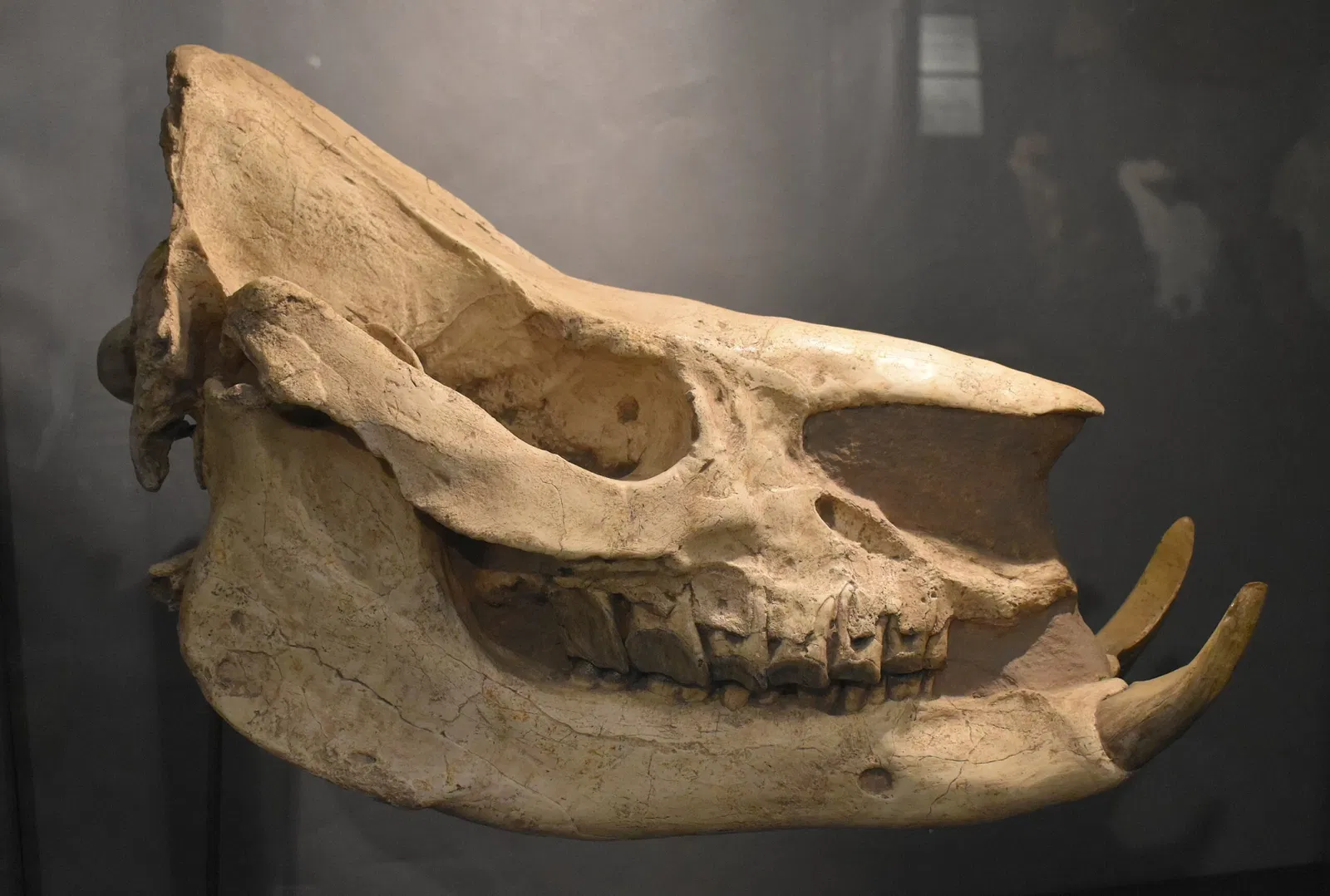 Musée des Dinosaures