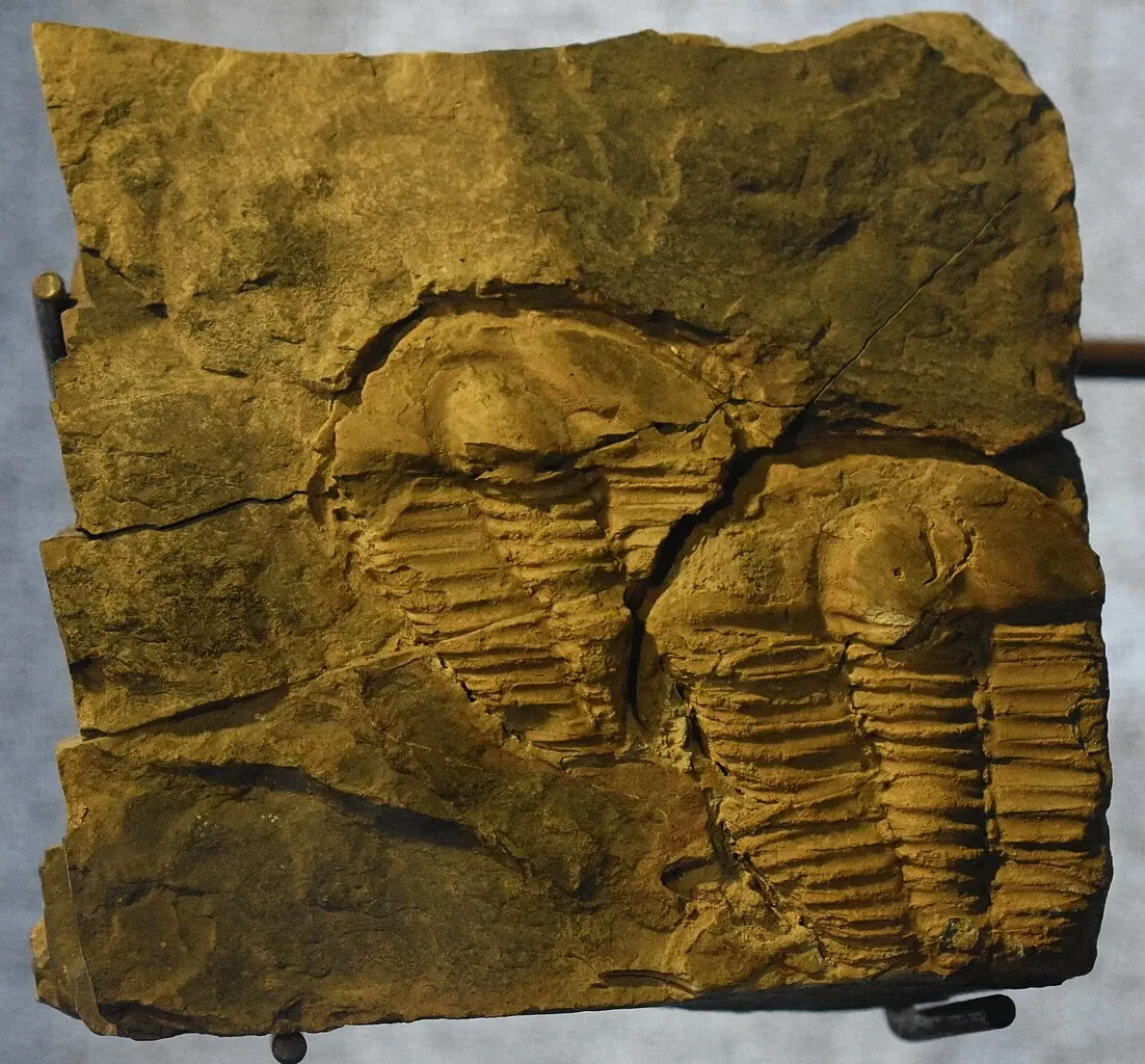 Musée des Dinosaures