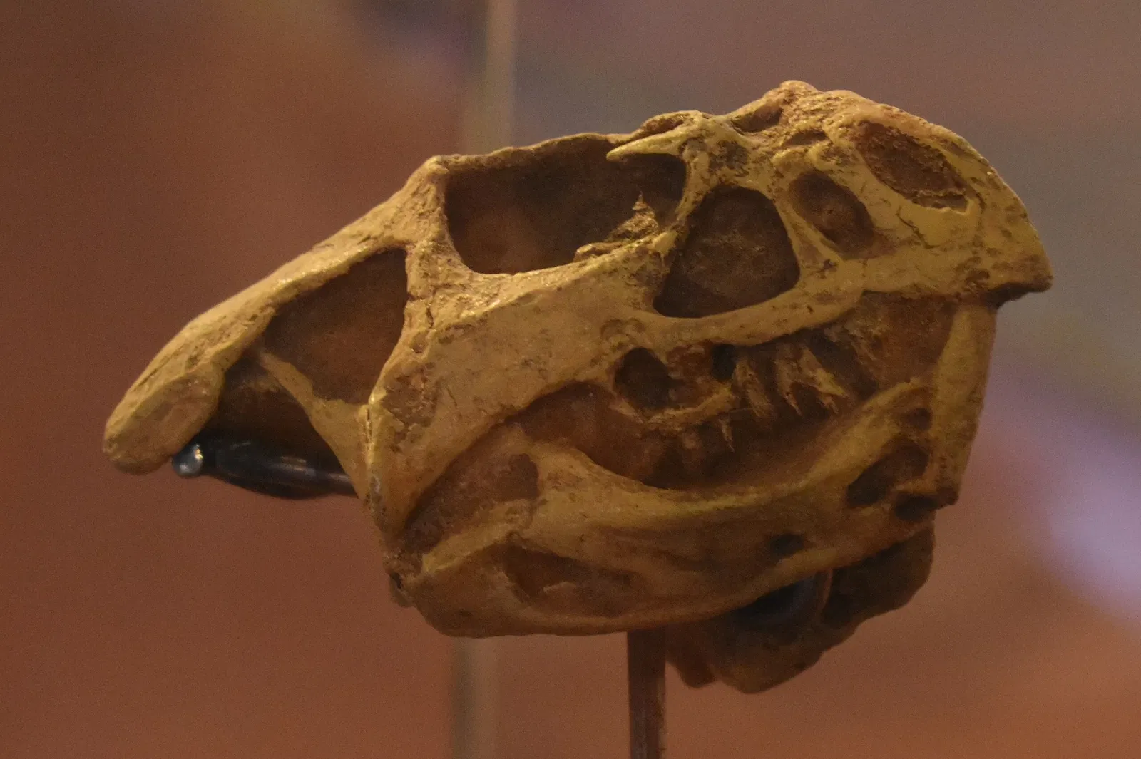 Musée des Dinosaures