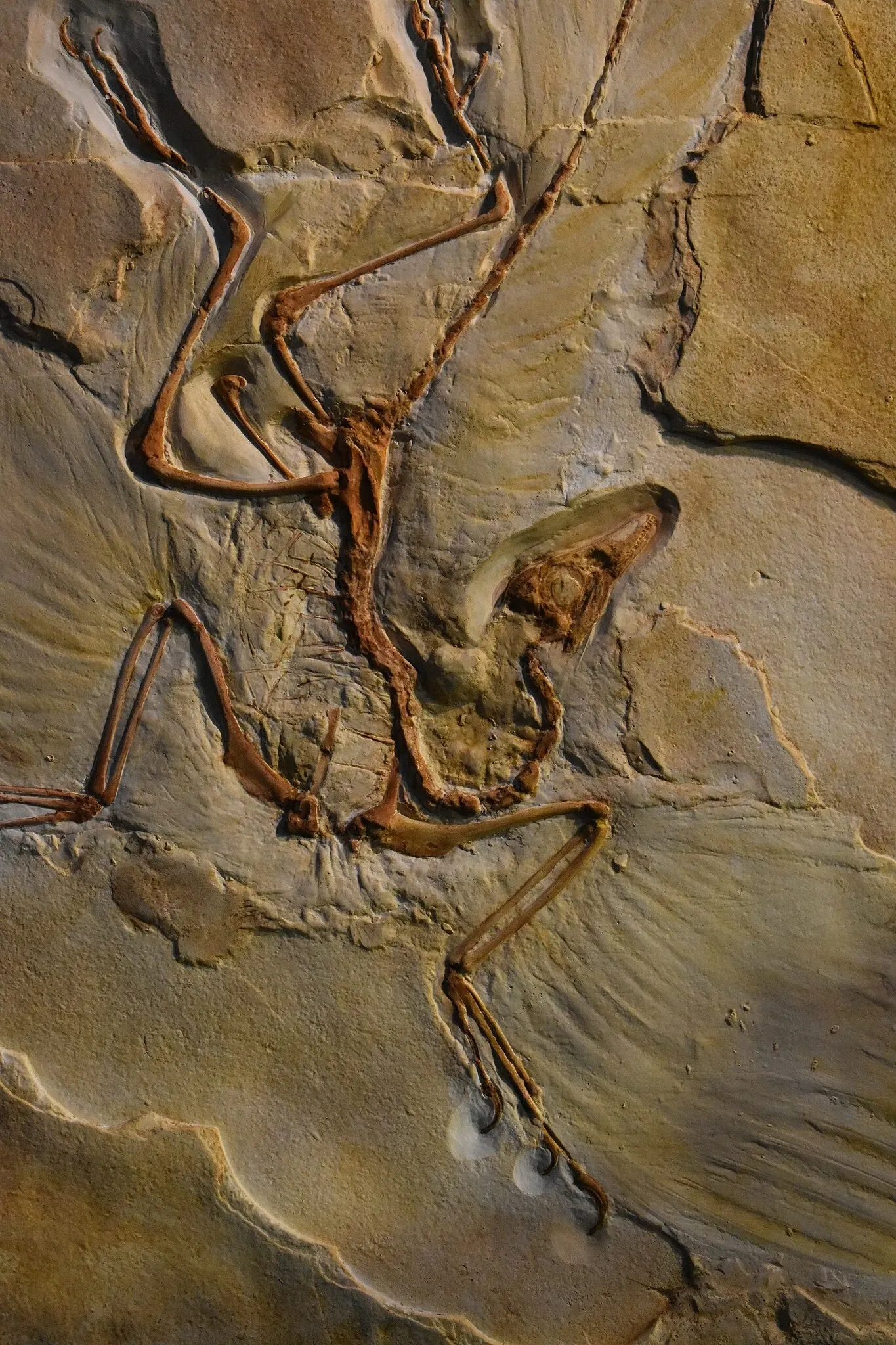 Musée des Dinosaures