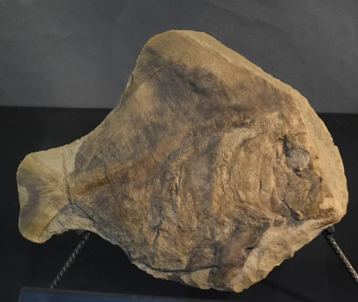 Musée des Dinosaures