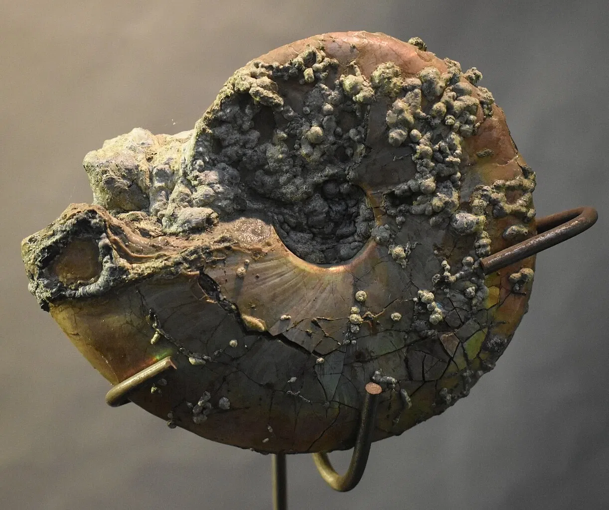 Musée des Dinosaures