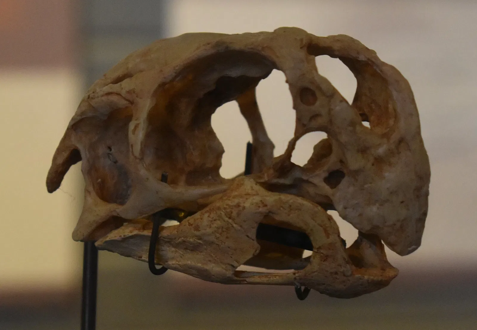 Musée des Dinosaures