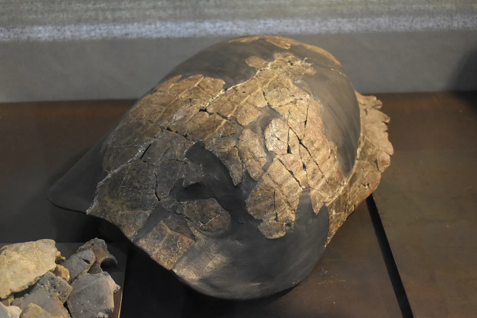 Musée des Dinosaures