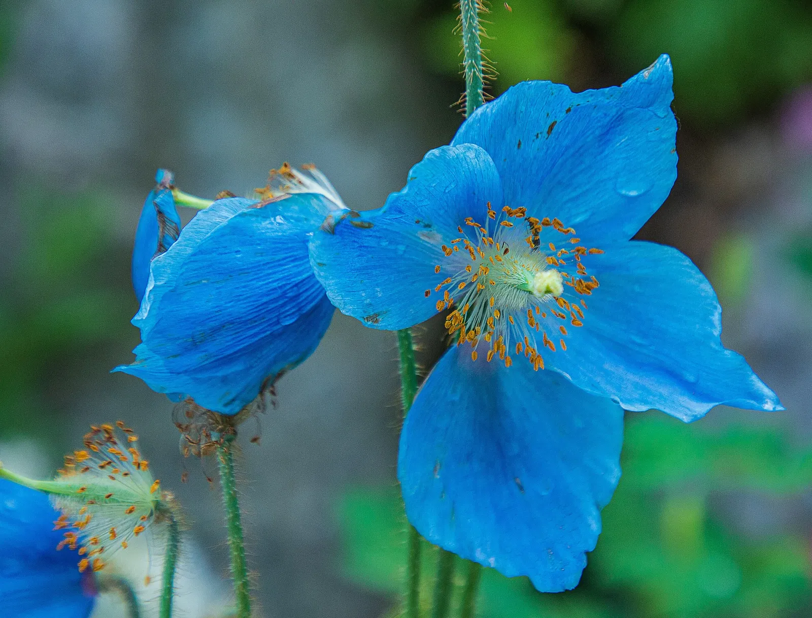 Giardino Botanico di Oropa