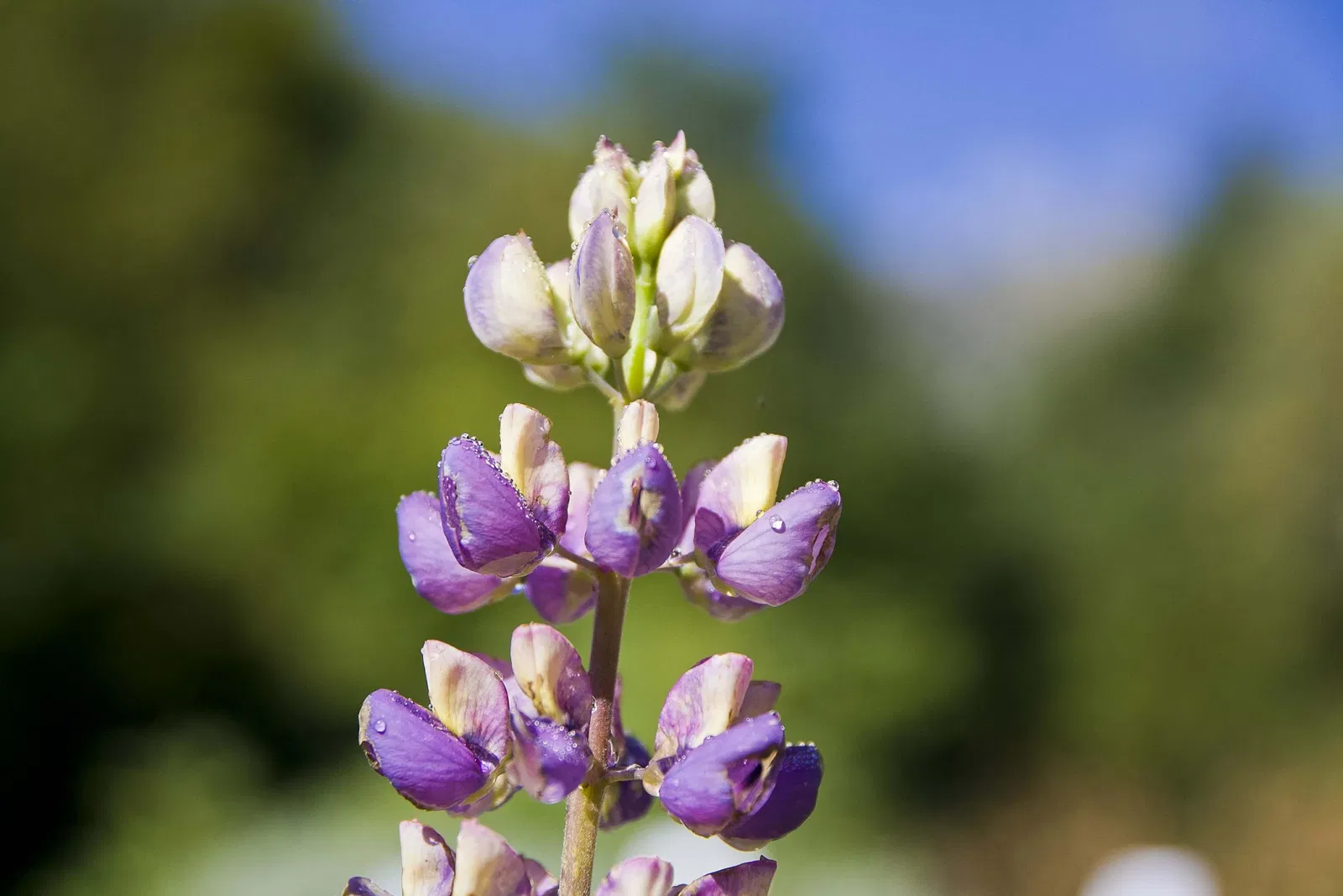 Giardino Botanico di Oropa