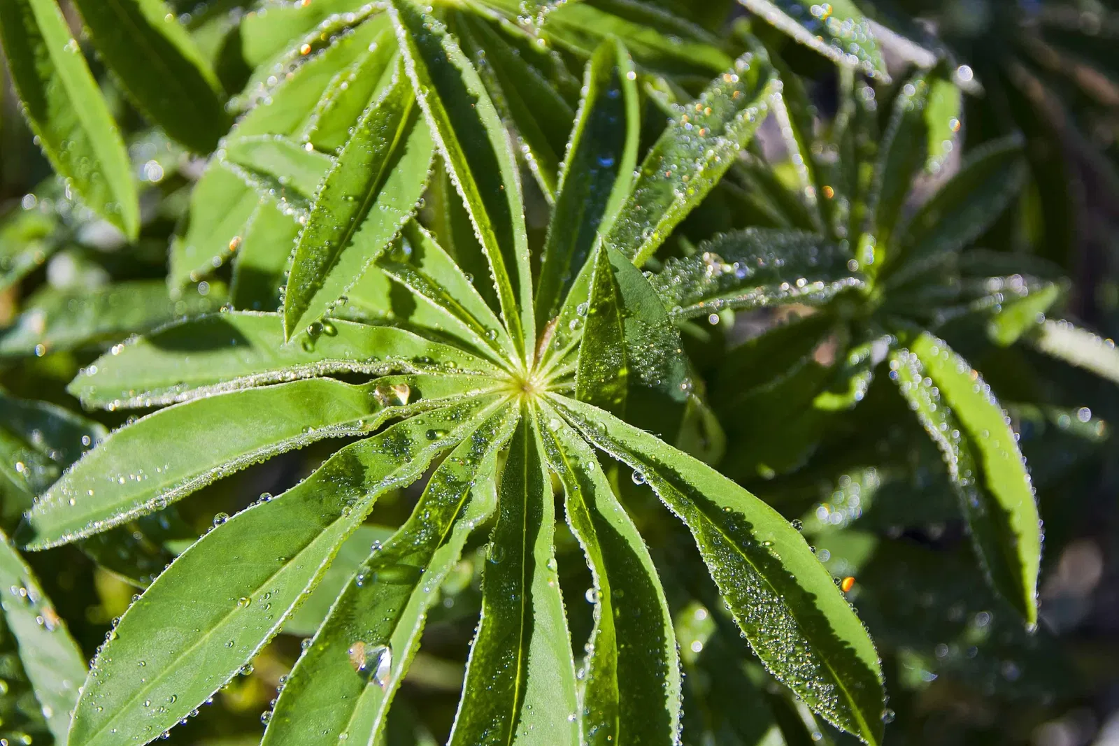 Giardino Botanico di Oropa