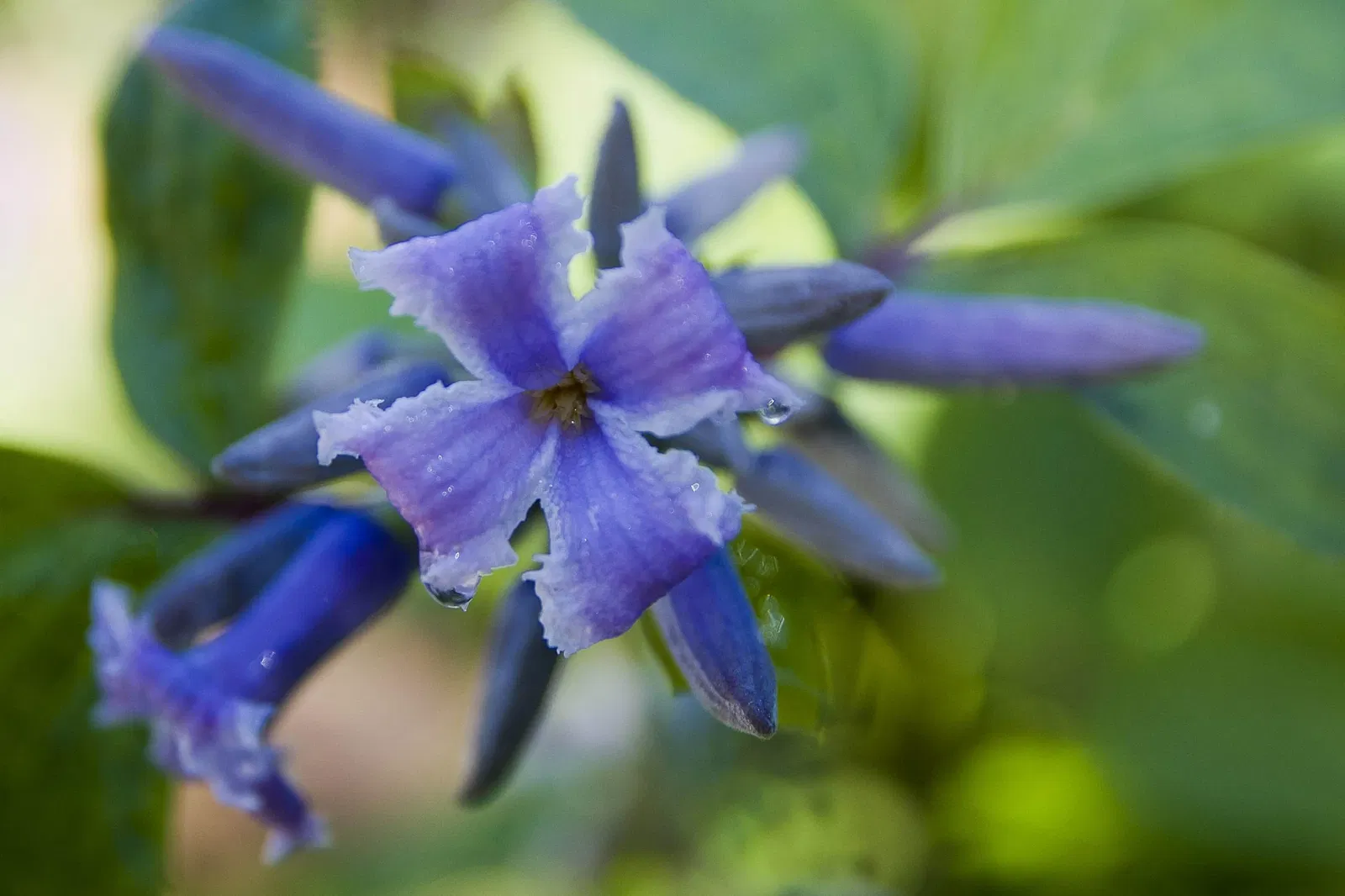 Giardino Botanico di Oropa