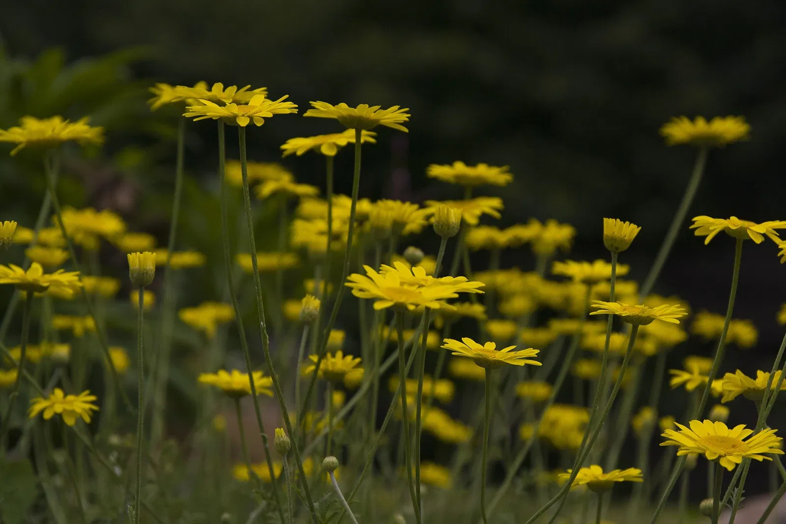 Giardino Botanico di Oropa