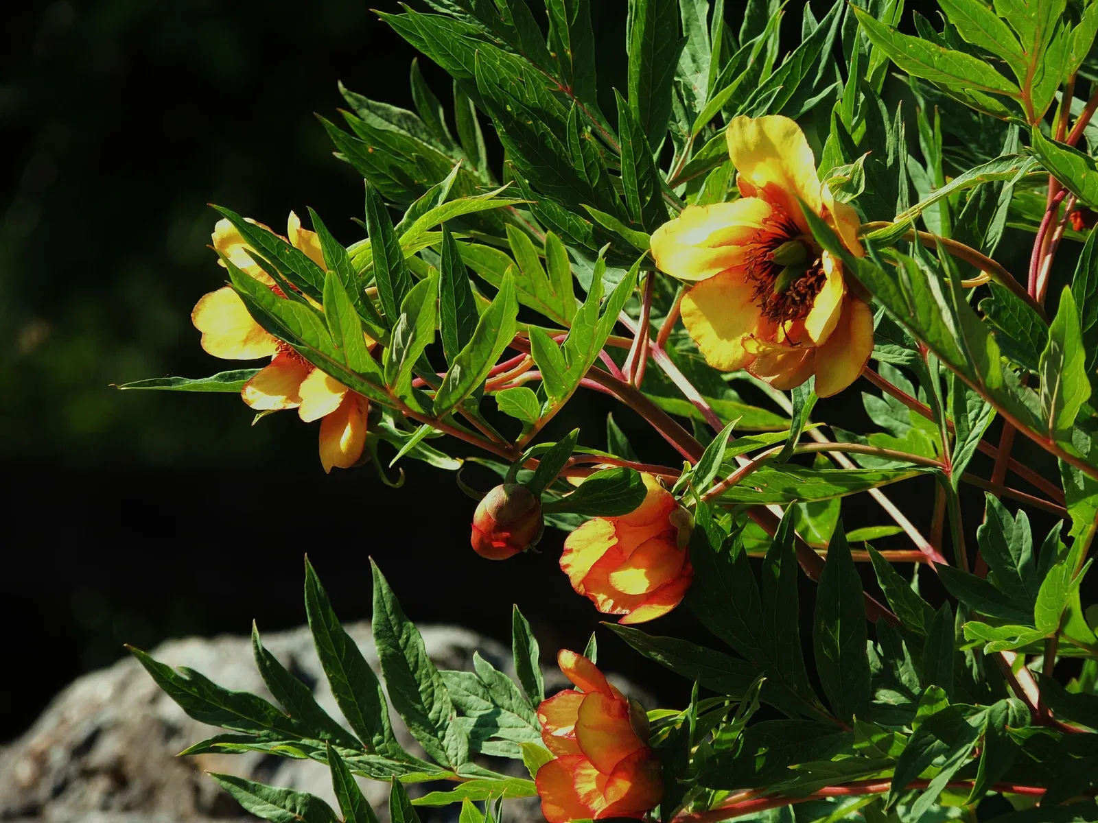 Giardino Botanico di Oropa