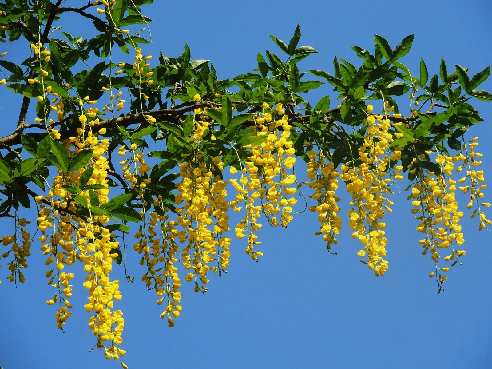 Giardino Botanico di Oropa
