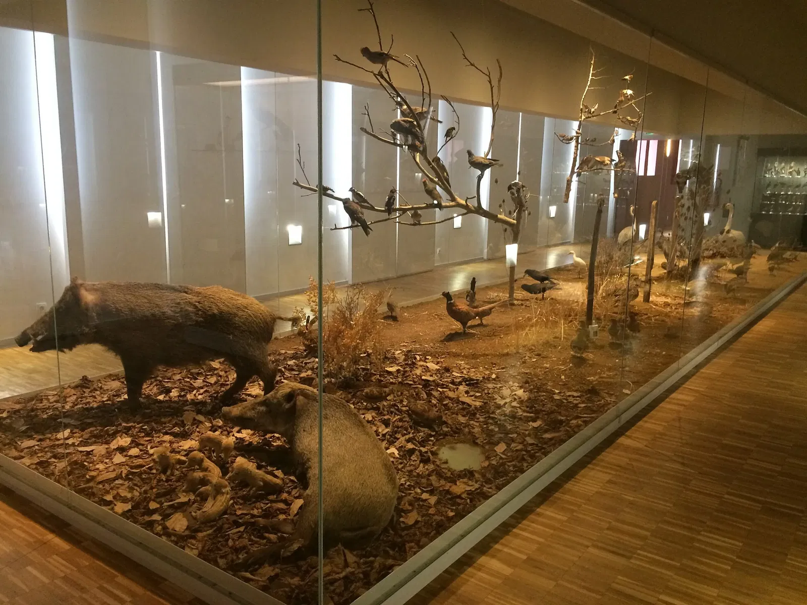 Bernard d'Agesci Museum