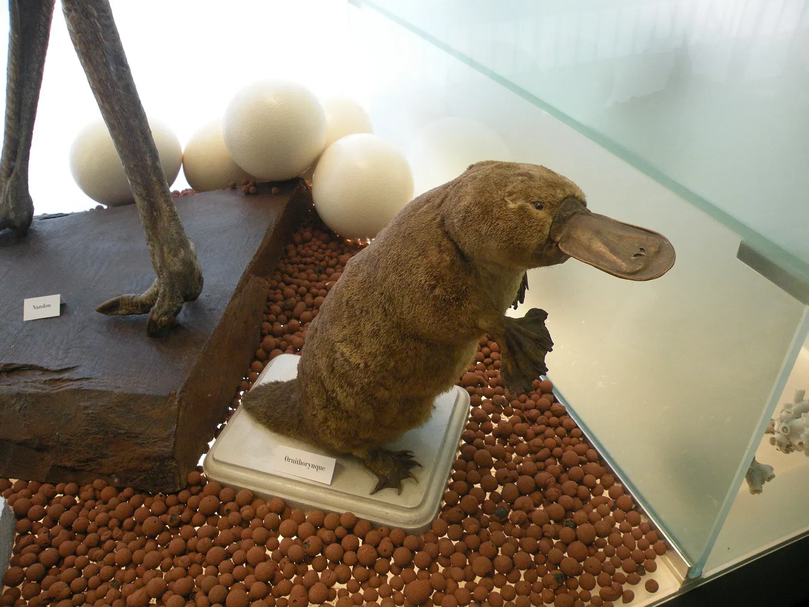 Bernard d'Agesci Museum