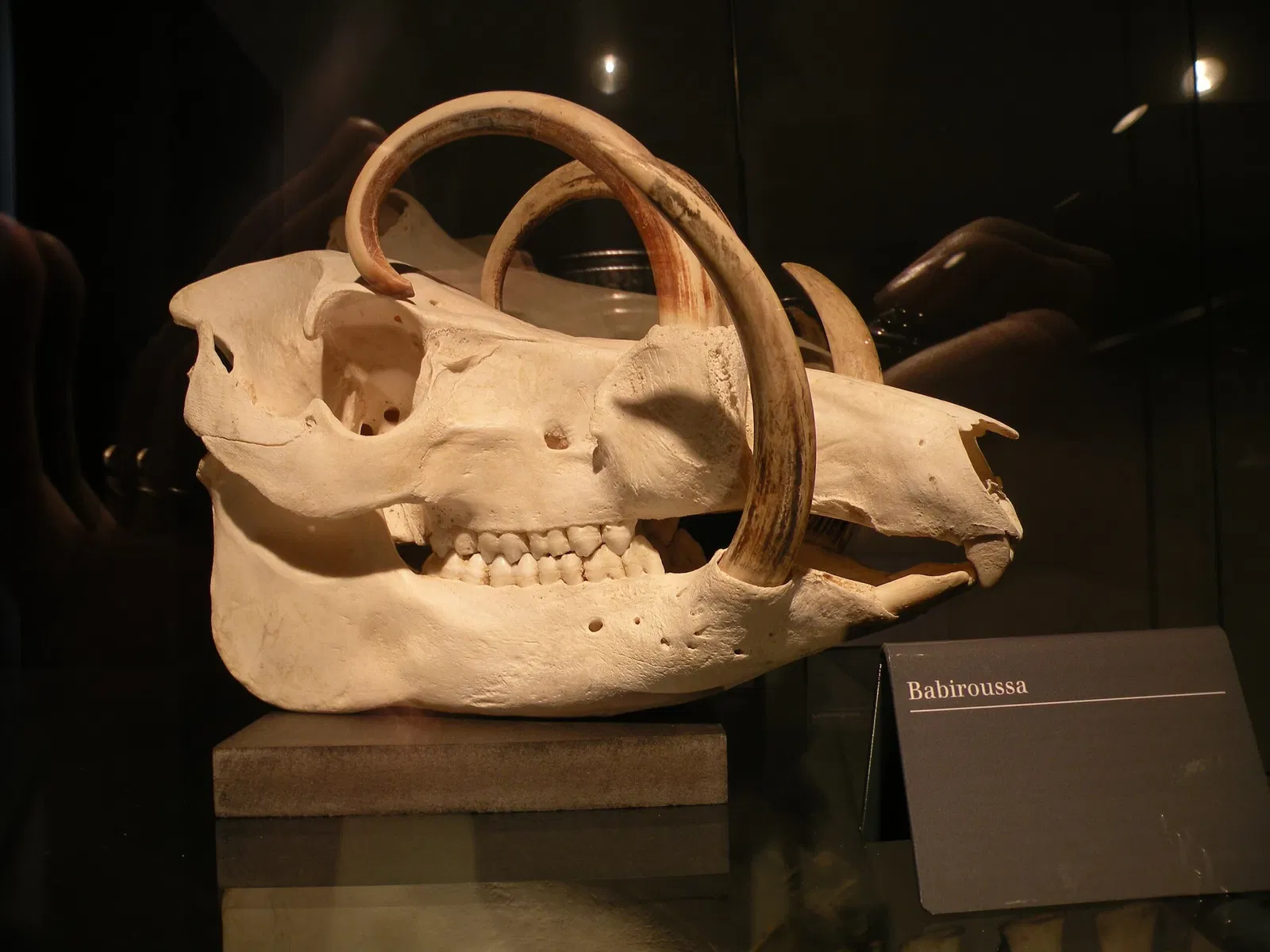 Bernard d'Agesci Museum