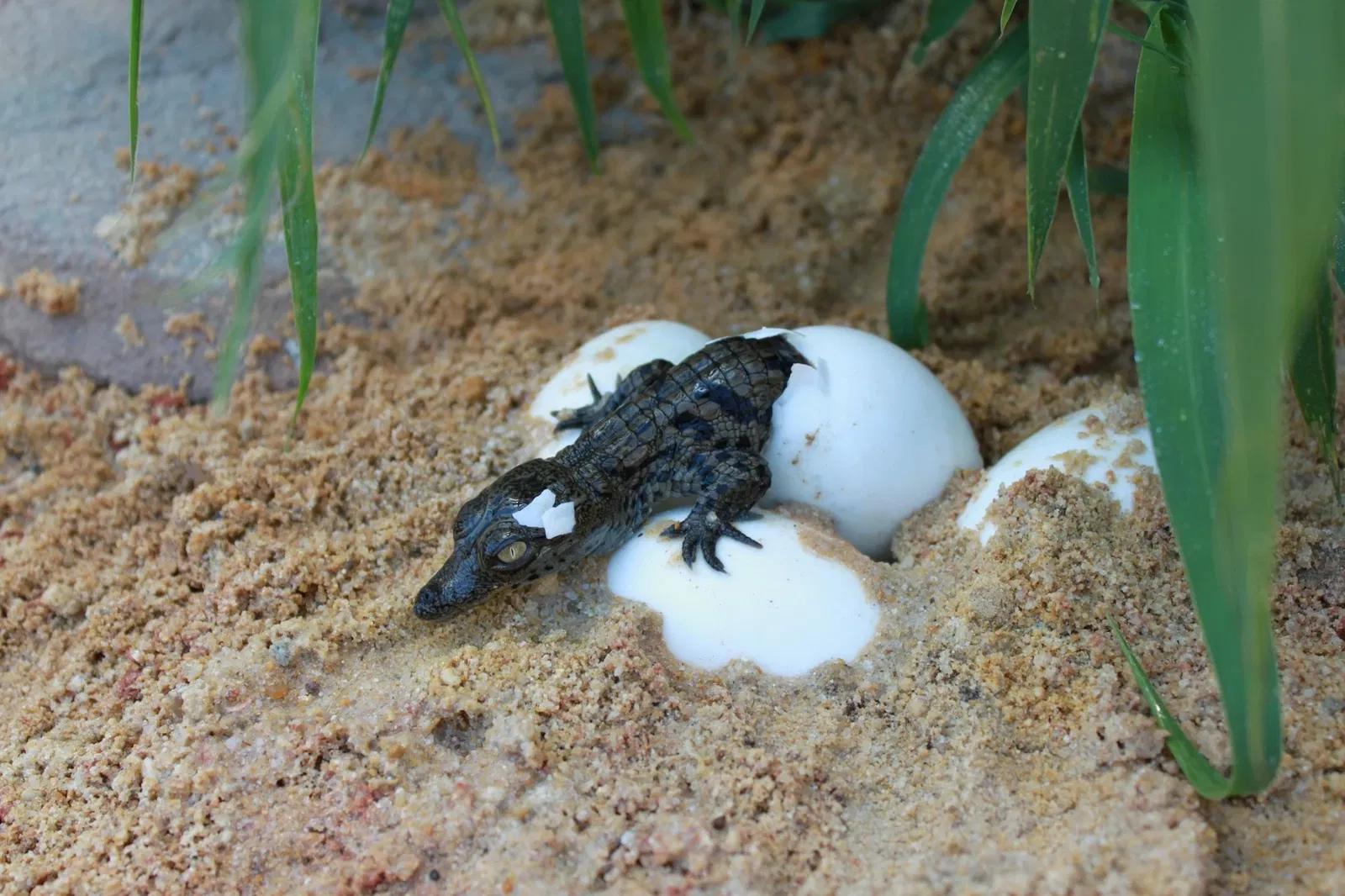 La Ferme aux Crocodiles