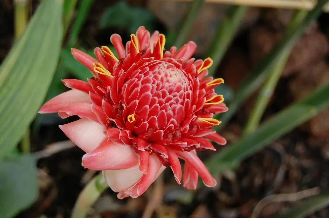 La Ferme aux Crocodiles