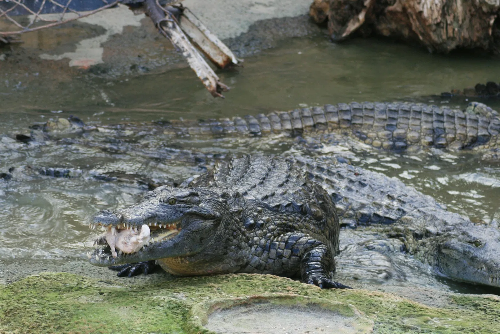 The Crocodile Farm