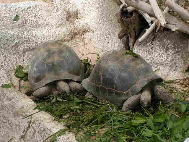 La Ferme aux Crocodiles