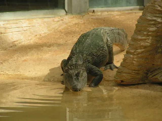 La Ferme aux Crocodiles