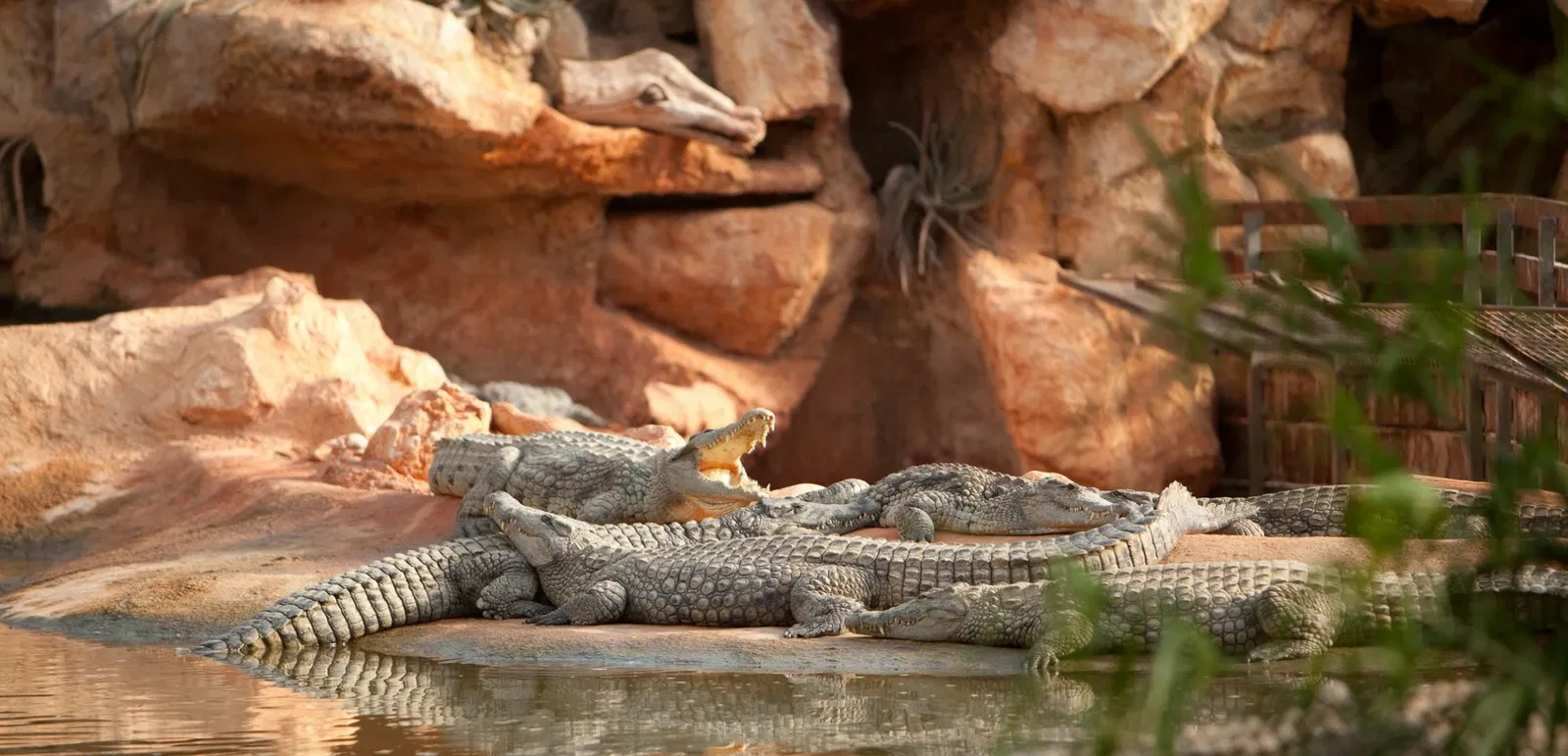 La Ferme aux Crocodiles