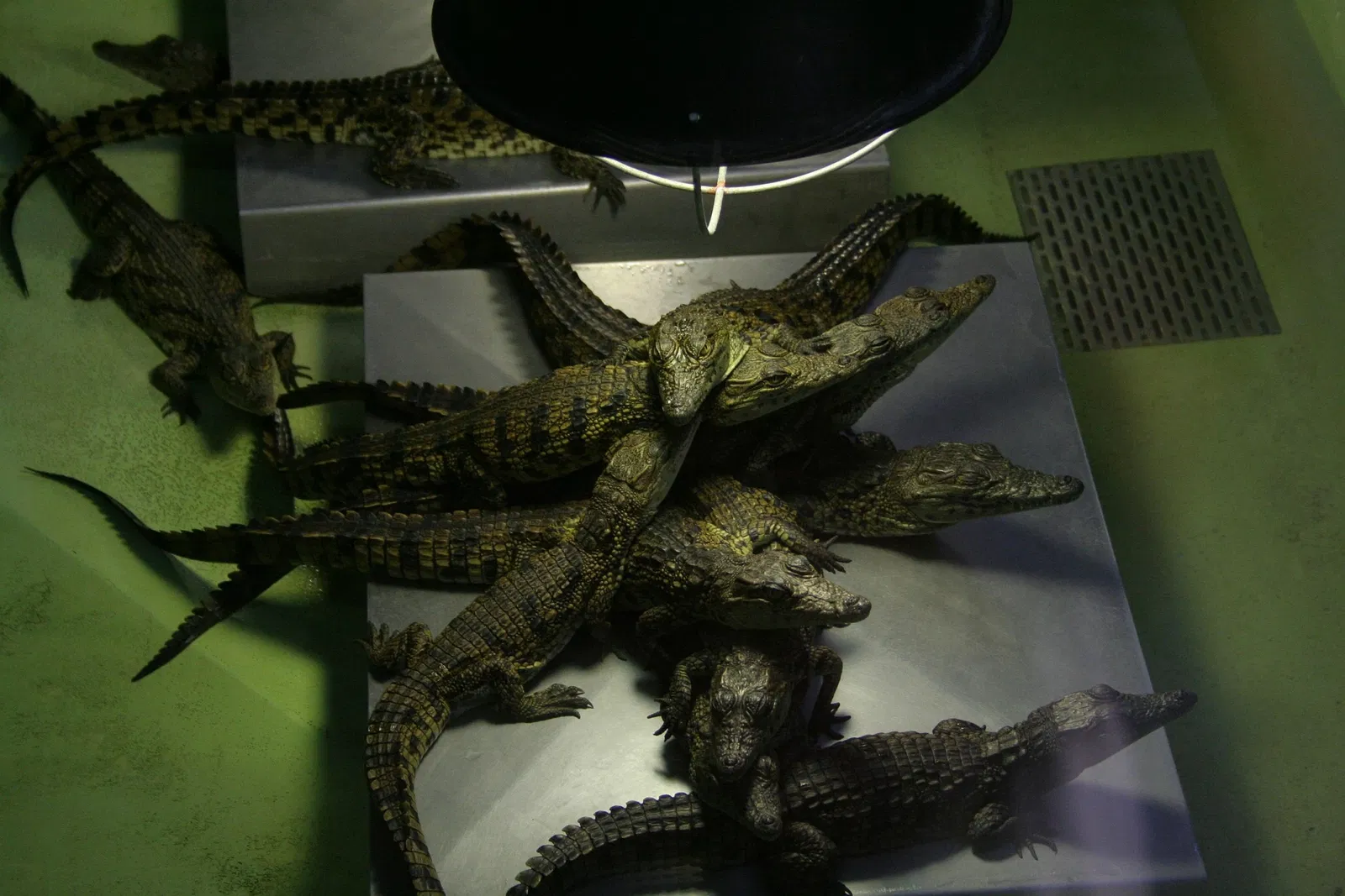 La Ferme aux Crocodiles