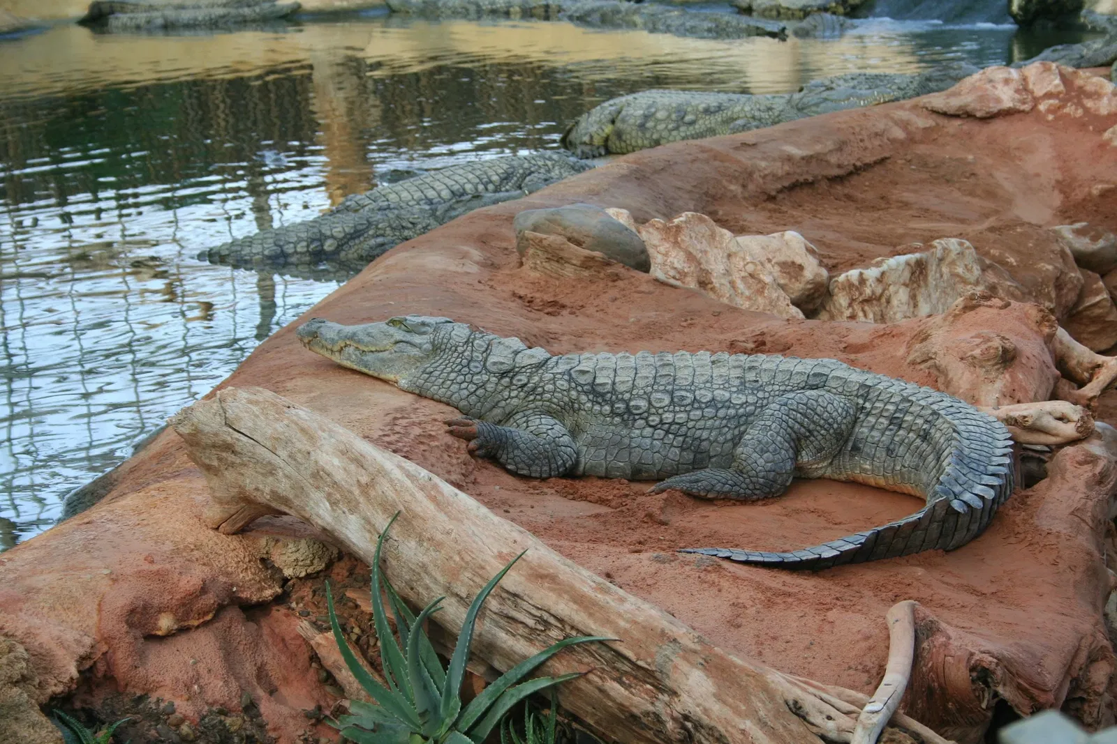 The Crocodile Farm