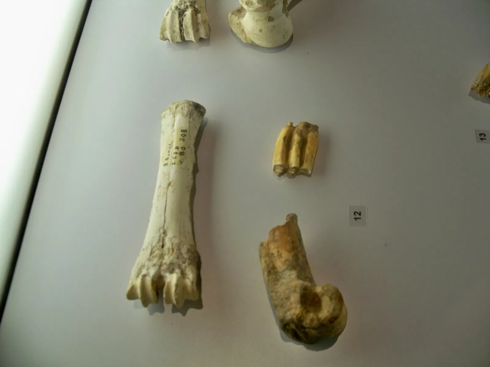 Musée de Préhistoire des Gorges du Verdon