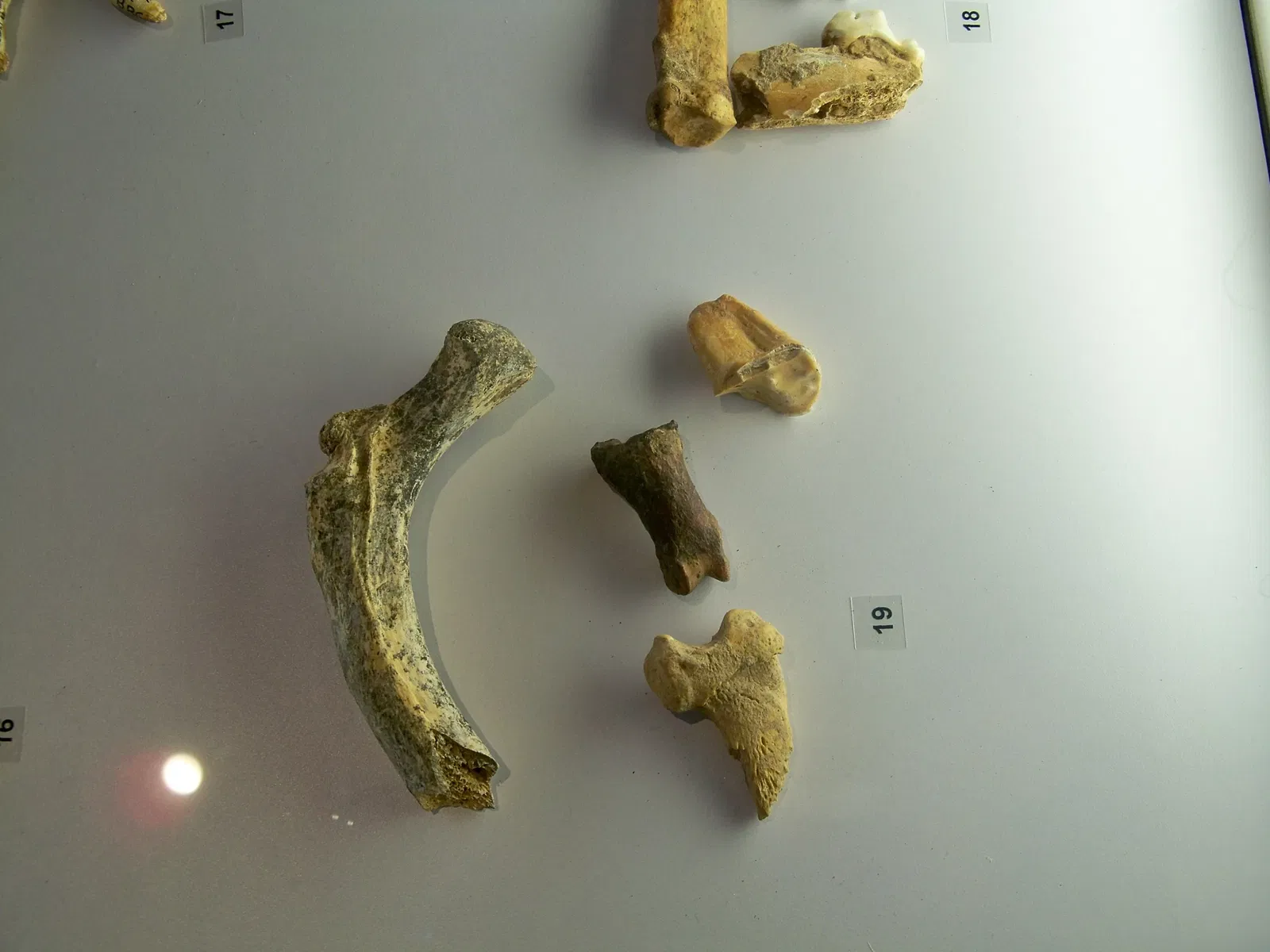 Museum of Prehistory of the Gorges du Verdon