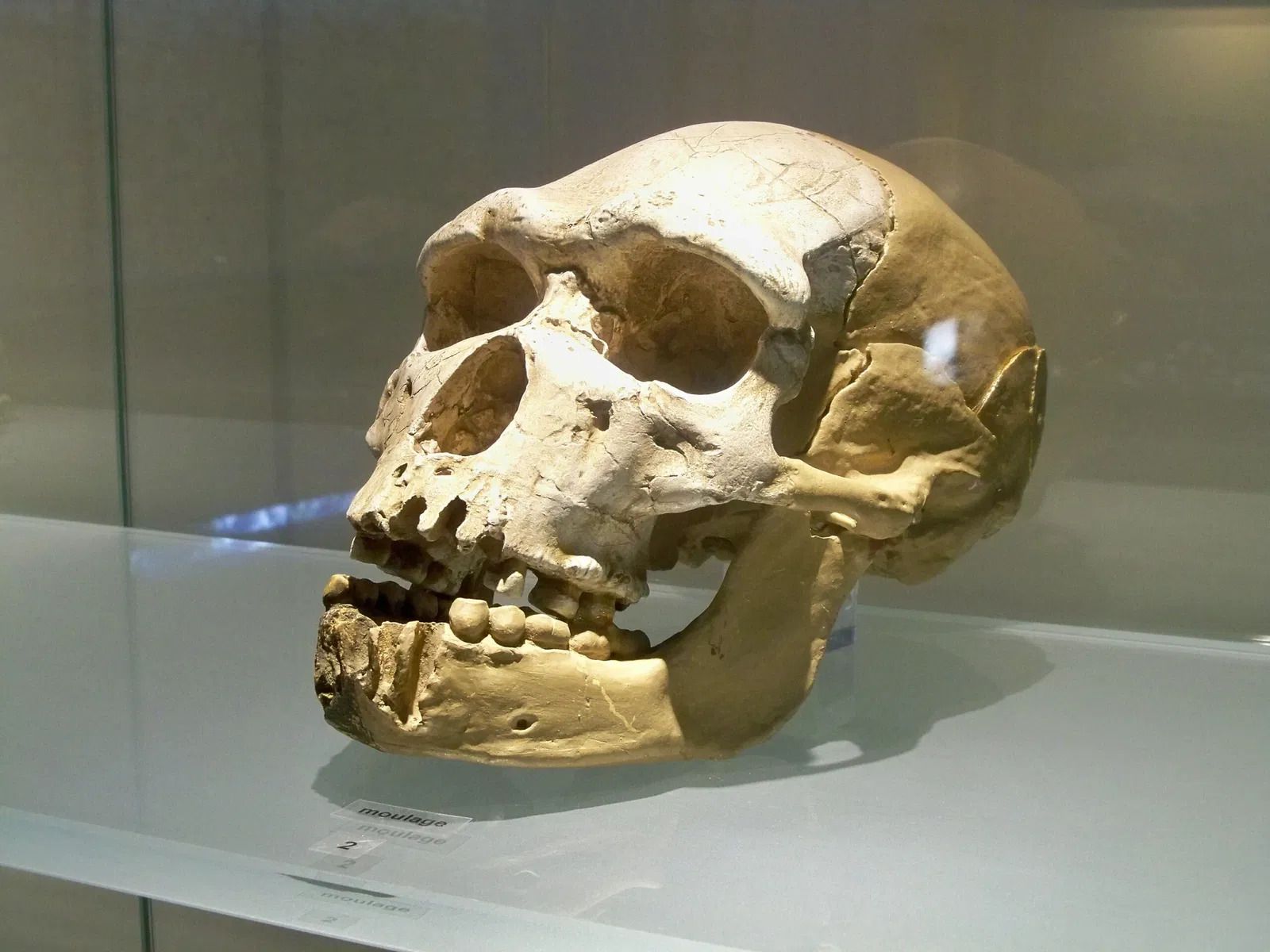 Museum of Prehistory of the Gorges du Verdon