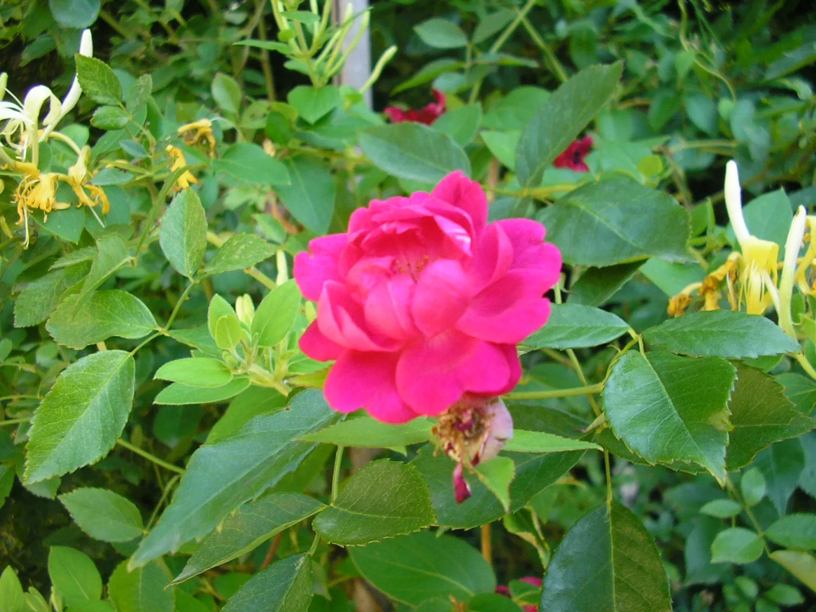 Harmas Jean-Henri Fabre