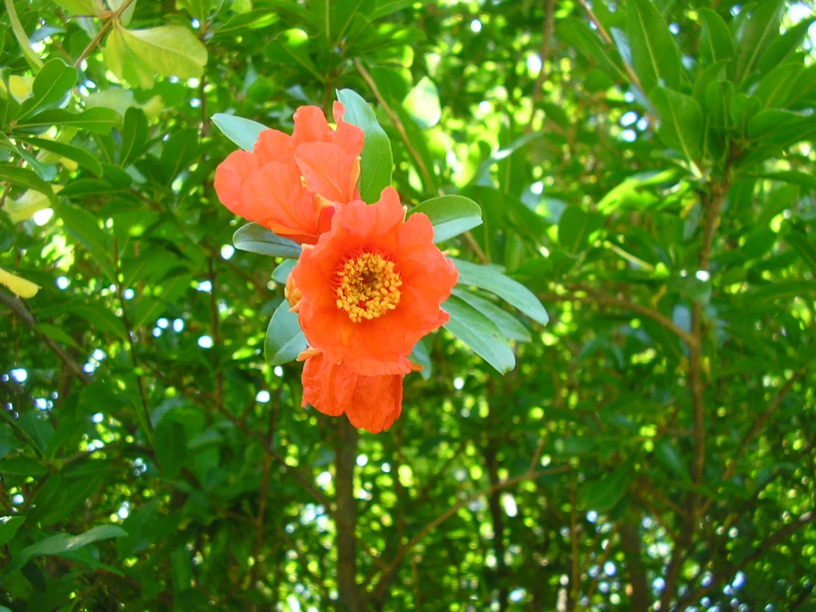 Harmas Jean-Henri Fabre