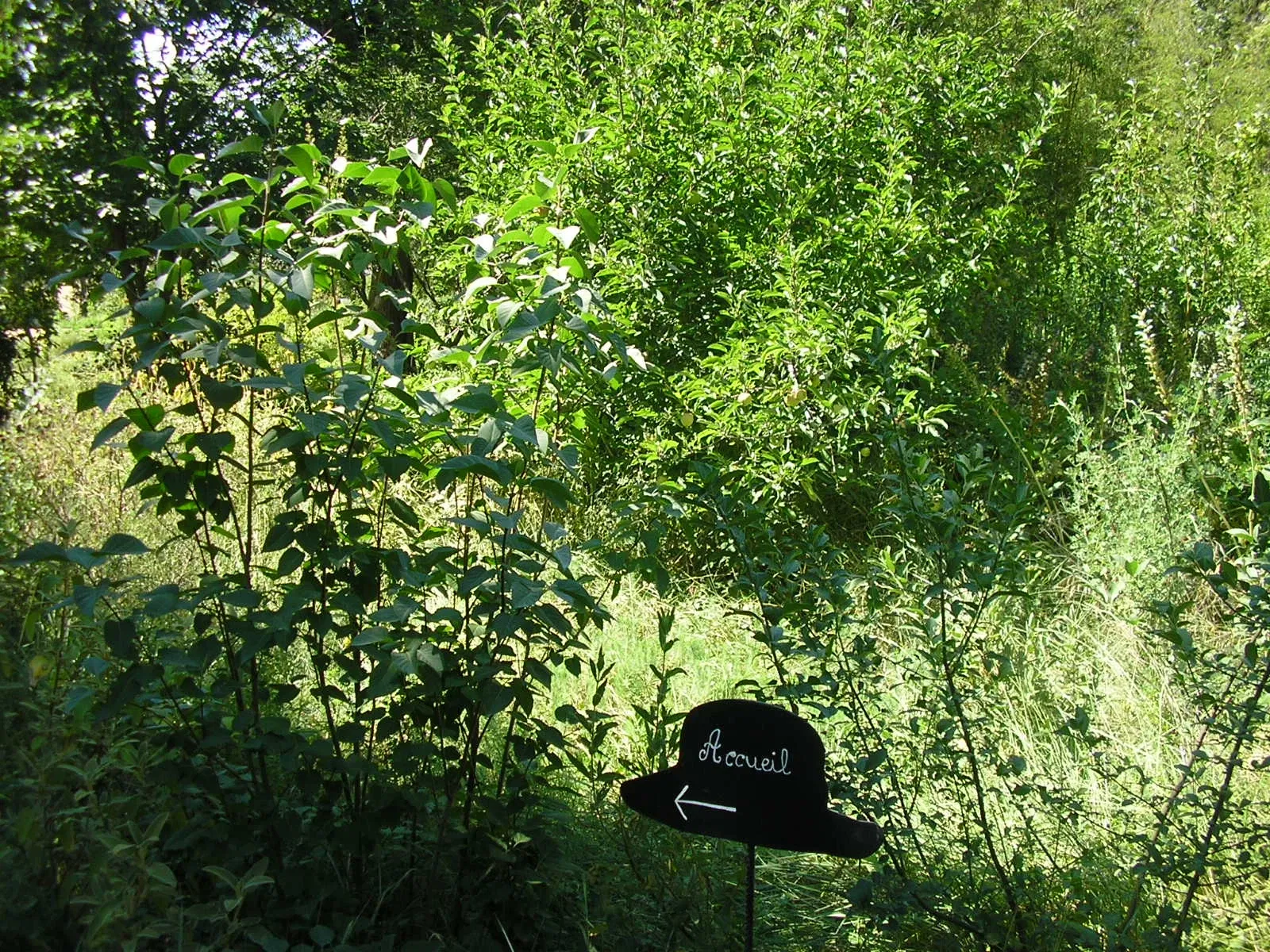 Harmas Jean-Henri Fabre