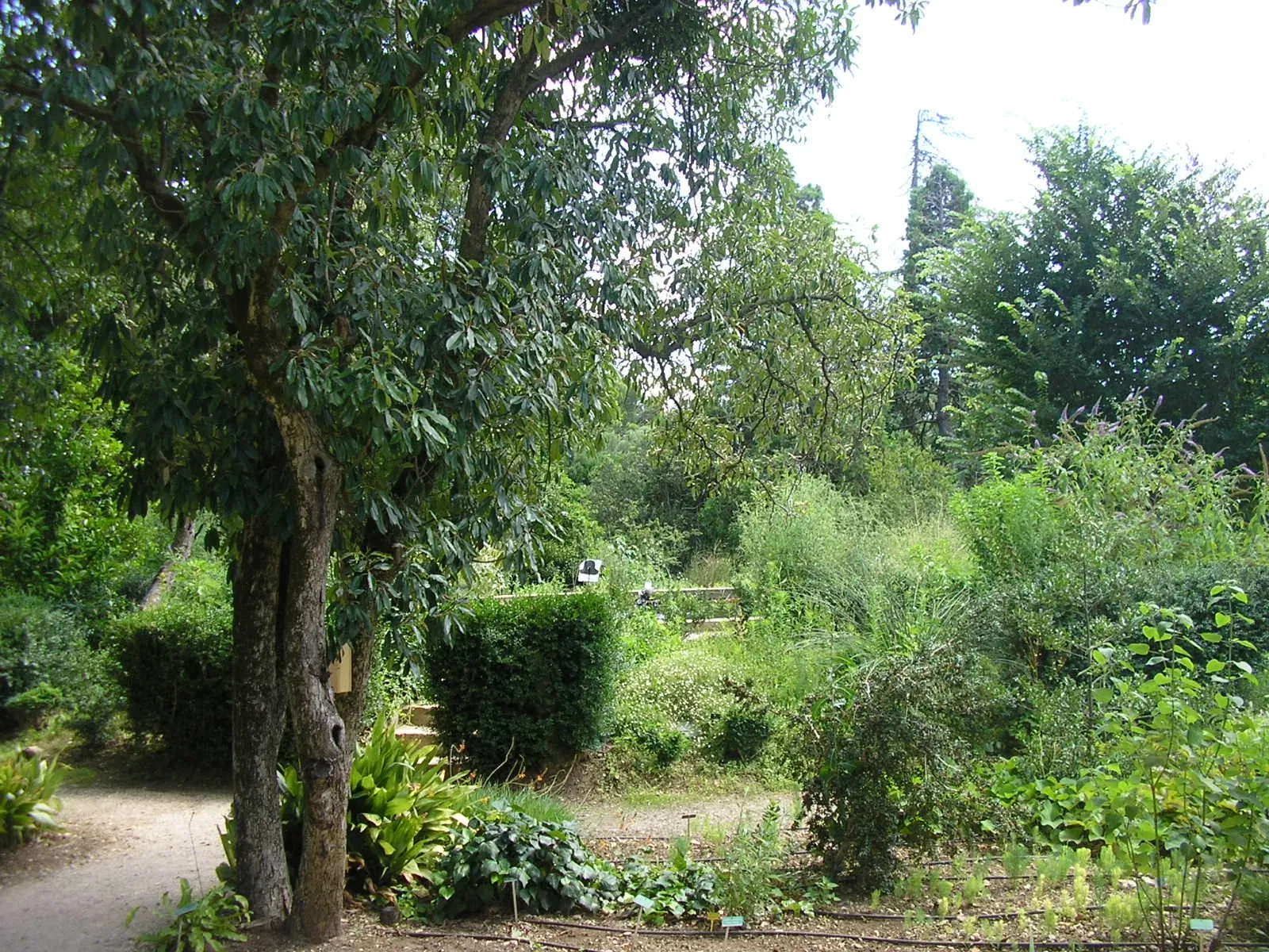 Harmas Jean-Henri Fabre