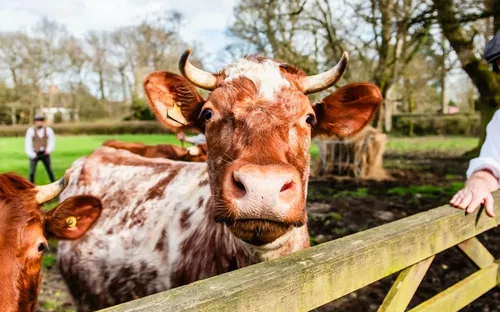 Acton Scott Heritage Farm