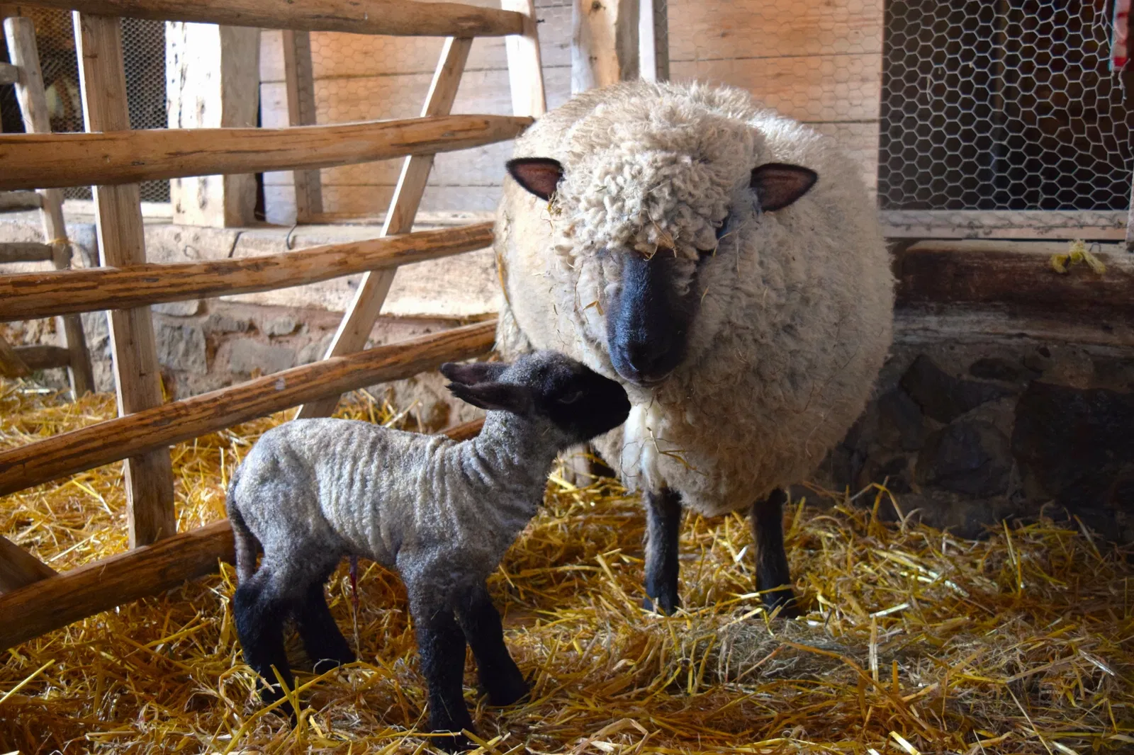 Acton Scott Heritage Farm