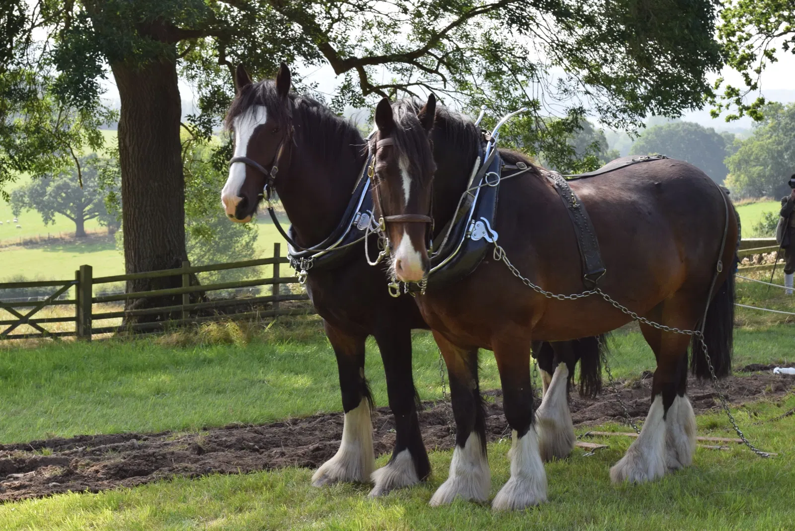 Acton Scott Heritage Farm